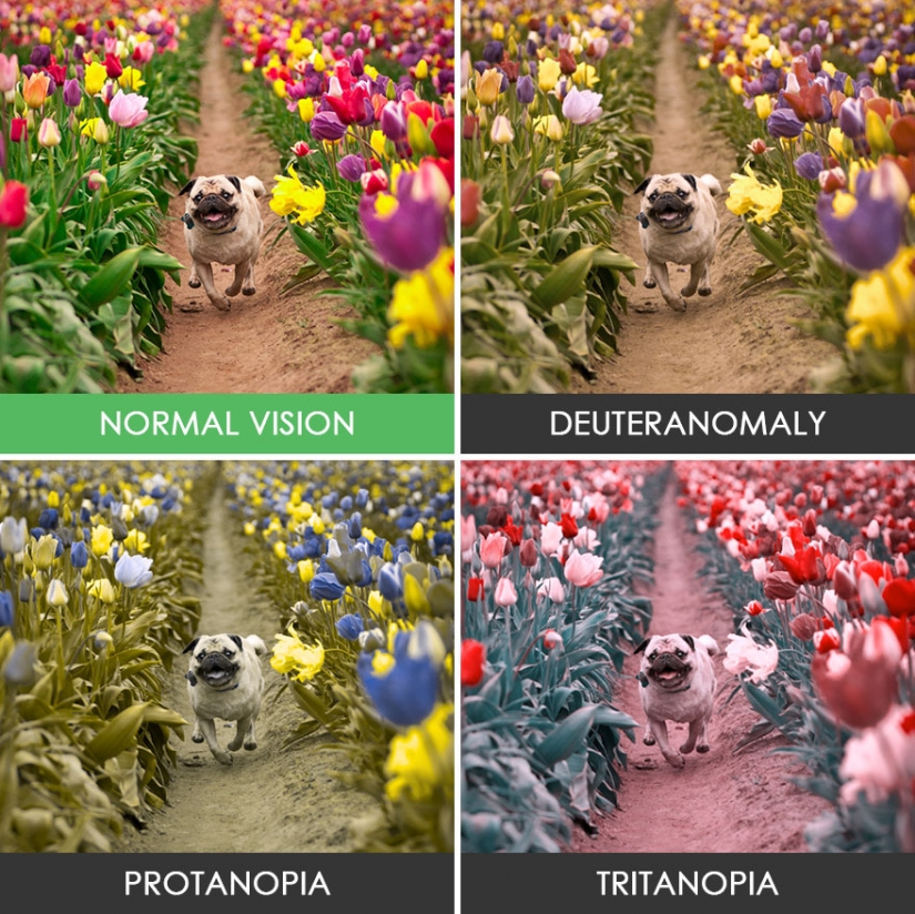 How people with color blindness see the world