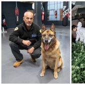 How the dog Rambo smelled a marijuana plantation through a hole in the gym wall