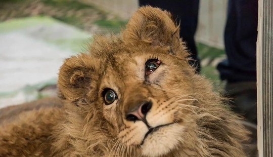How the lion cub Simba was rescued, whose owners broke his paws so that he could be photographed with tourists