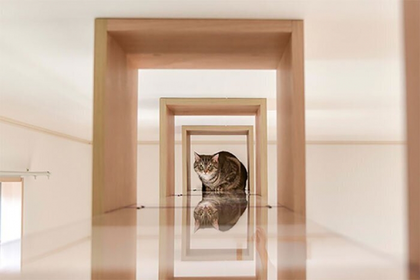 How to construct a home for lonely cat-lovers in Japan