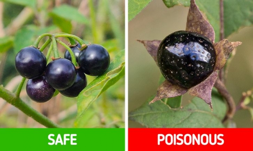 How to distinguish 6 pairs of plants that are easy to confuse with each other