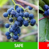 How to distinguish 6 pairs of plants that are easy to confuse with each other