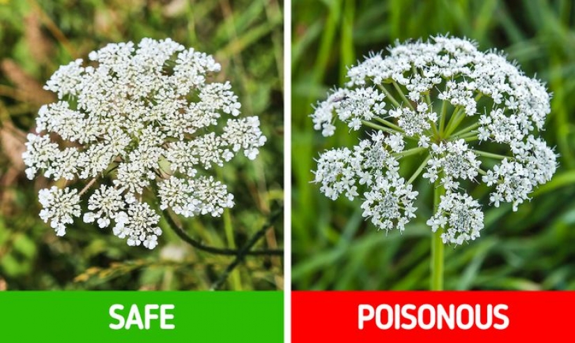 How to distinguish 6 pairs of plants that are easy to confuse with each other