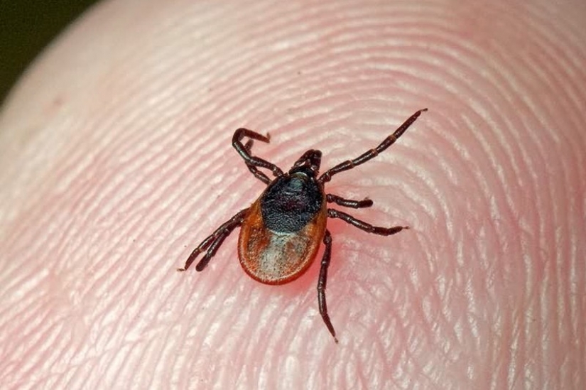 How to escape from ticks? Forewarned means armed