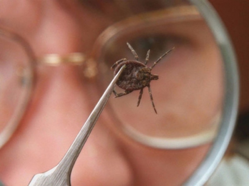 How to escape from ticks? Forewarned means armed