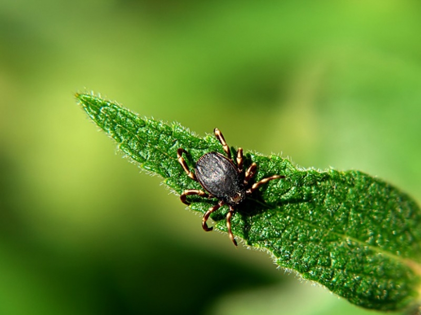 How to escape from ticks? Forewarned means armed