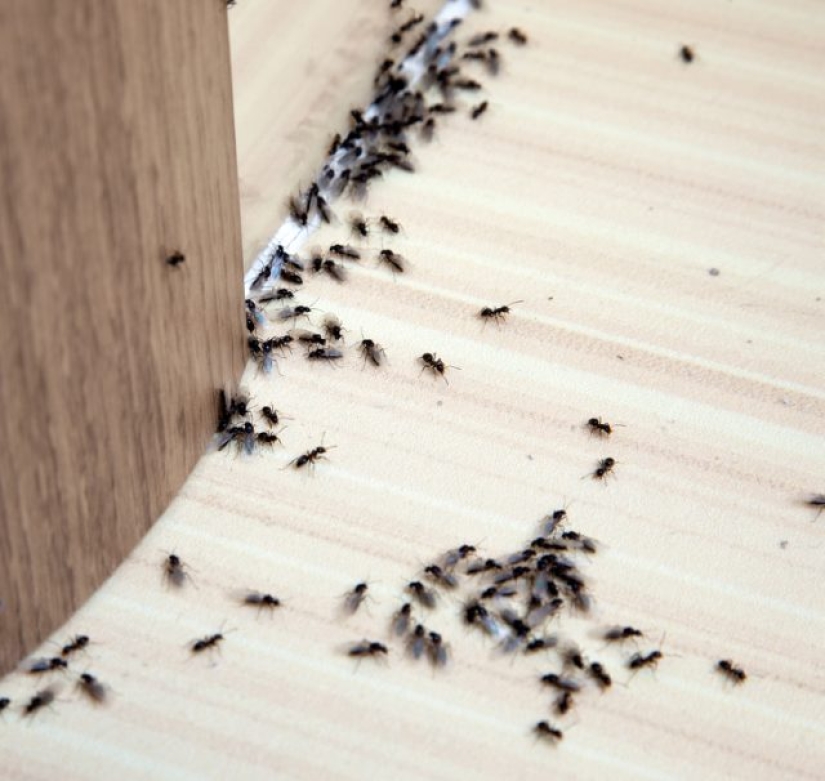 How to get rid of 7 types of pests that invade your home