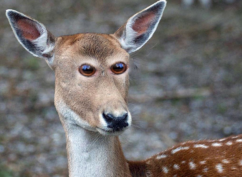 If some animals had eyes in the front, but not on the sides