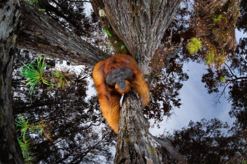 Impresionante foto de un orangután, un cocodrilo pescando y una isla encantadora: increíbles ganadores de fotografía en el concurso de fotografía de la naturaleza