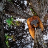 Impresionante foto de un orangután, un cocodrilo pescando y una isla encantadora: increíbles ganadores de fotografía en el concurso de fotografía de la naturaleza