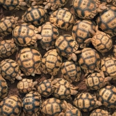 Impresionantes fotos de animales en peligro crítico