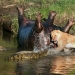 Impresionantes imágenes de la confrontación de los leones y los cocodrilos