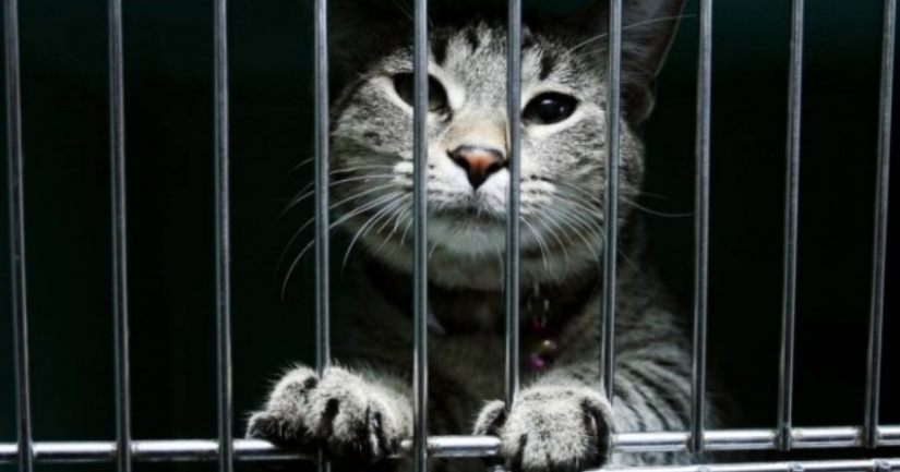 In a Panamanian prison, a drug courier with paws was caught