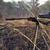 In Australia, they are going to kill 11 thousand horses to save nature