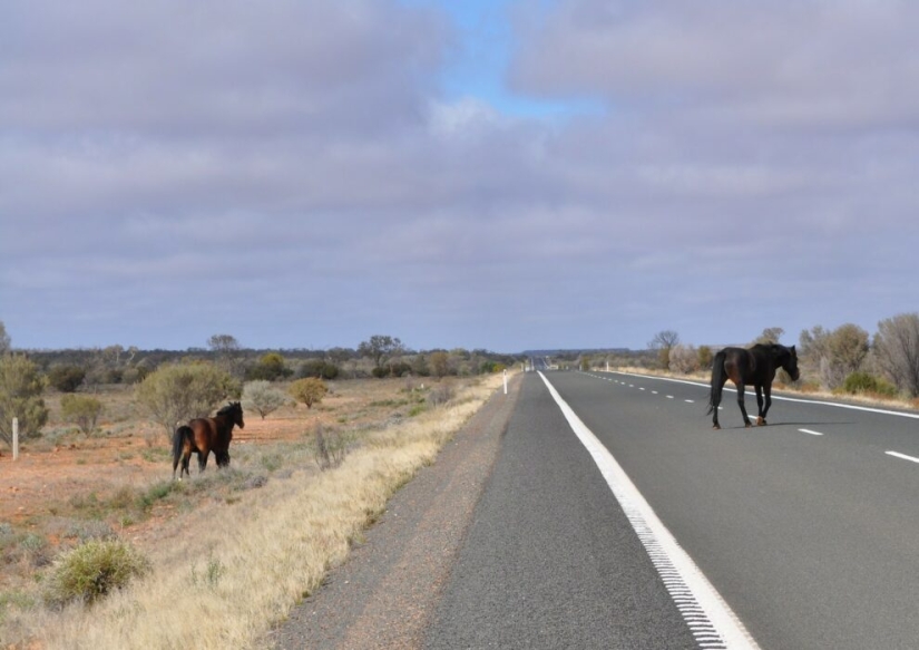 In Australia, they are going to kill 11 thousand horses to save nature