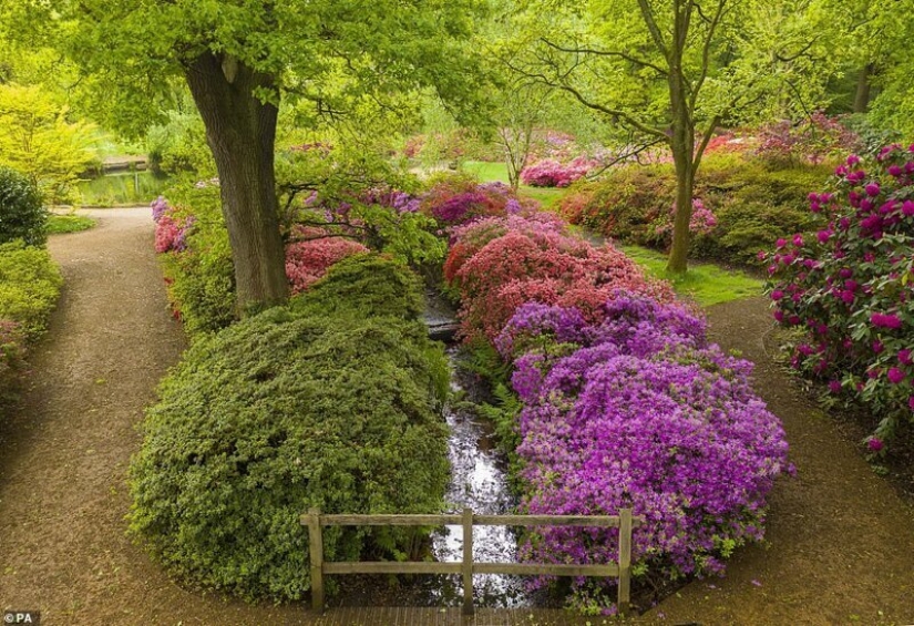 In Britain, the rhododendrons bloom and is incredibly beautiful