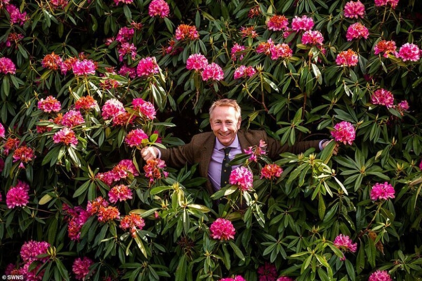 In Britain, the rhododendrons bloom and is incredibly beautiful