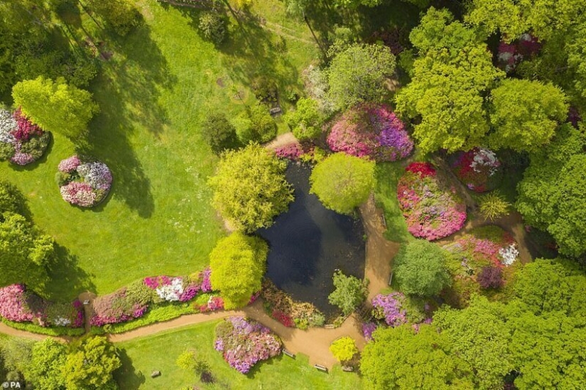 In Britain, the rhododendrons bloom and is incredibly beautiful