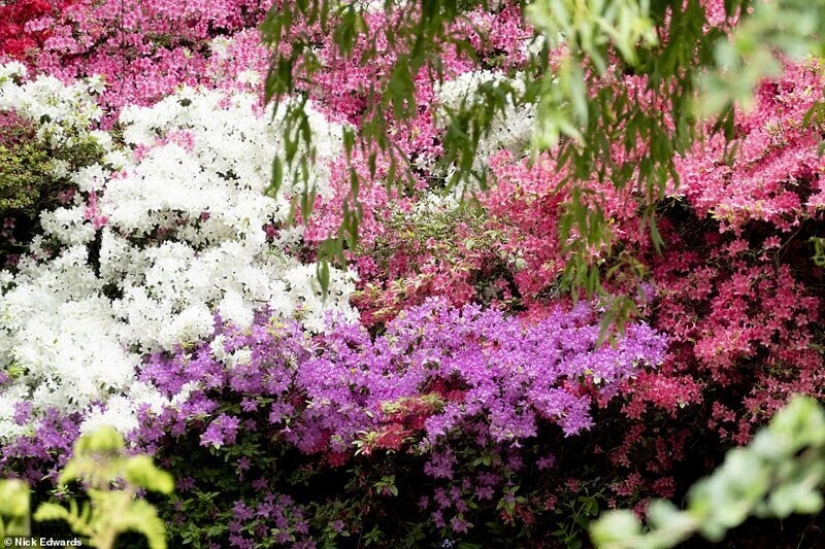 In Britain, the rhododendrons bloom and is incredibly beautiful