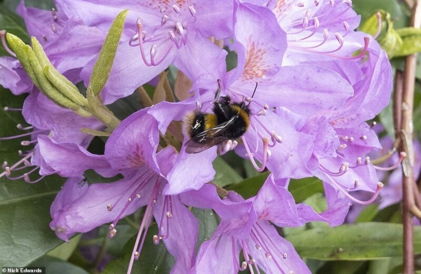 In Britain, the rhododendrons bloom and is incredibly beautiful