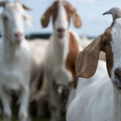 In China, they began to fight incest among goats using a neural network