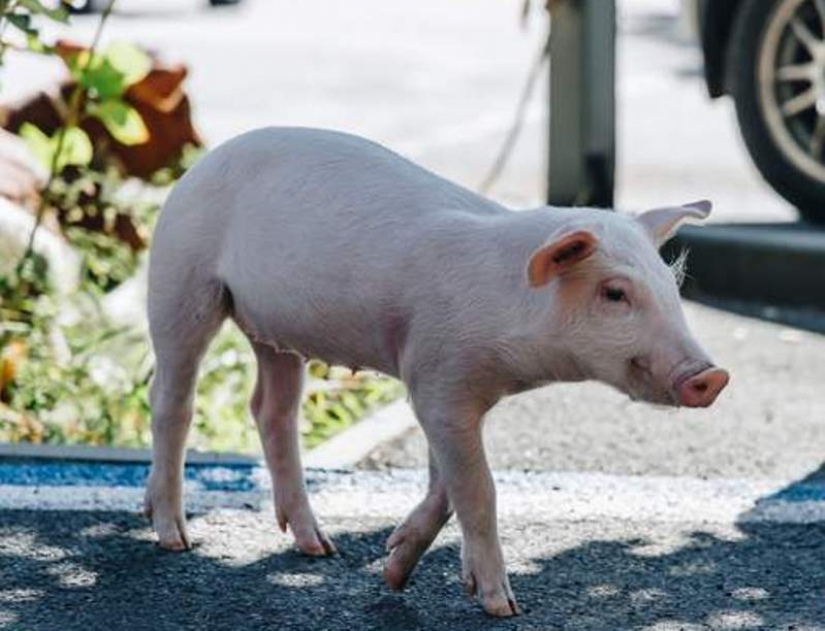 In Dnipro, a guest from the United States kept a calf and a pig in a rented apartment