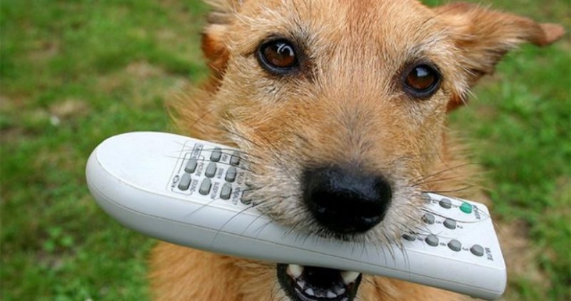 In Israel, they came up with a remote control for a dog