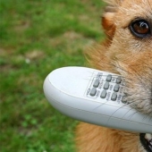 In Israel, they came up with a remote control for a dog