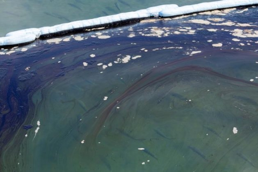 In photos: California oil spill kills fish and damages wetlands