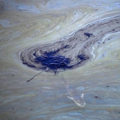 In photos: California oil spill kills fish and damages wetlands