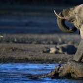 In Poland, elephants will be treated for stress with marijuana, but the effect will have to wait a long time