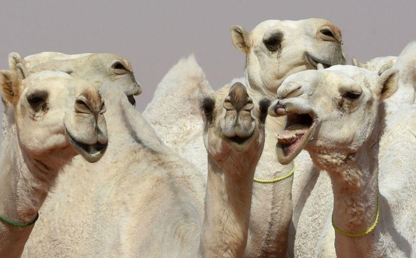 In Saudi Arabia, camels at a beauty contest were disqualified due to botox