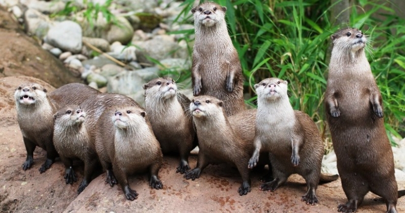 In Singapore, a flock of otters knocked to the ground and bit a man