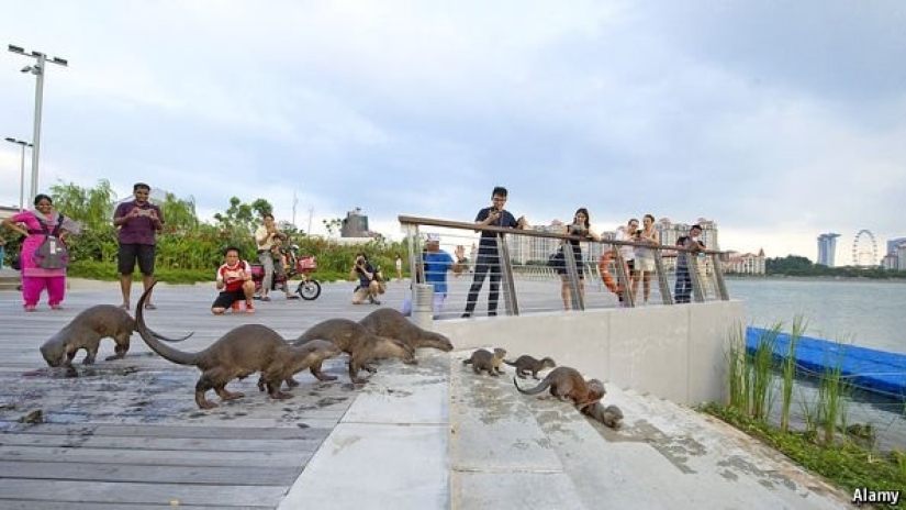 In Singapore, a flock of otters knocked to the ground and bit a man