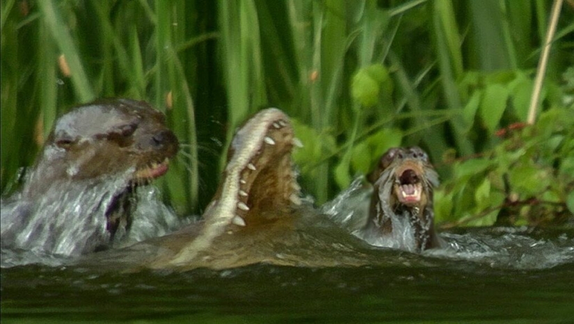 In Singapore, a flock of otters knocked to the ground and bit a man