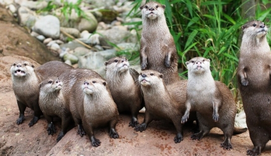 In Singapore, a flock of otters knocked to the ground and bit a man