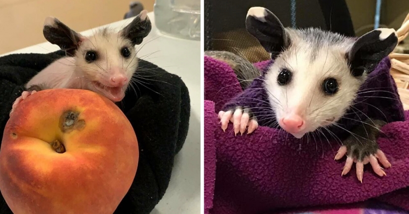In Texas, good Samaritans knit sweaters for a bald possum