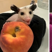 In Texas, good Samaritans knit sweaters for a bald possum