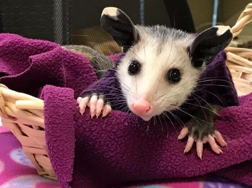 In Texas, good Samaritans knit sweaters for a bald possum