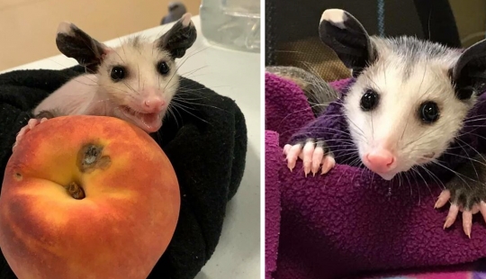 In Texas, good Samaritans knit sweaters for a bald possum