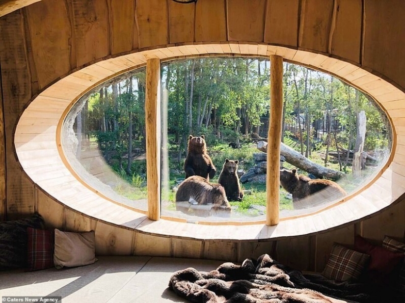 In the Belgian zoo opened rooms with views of wild animals