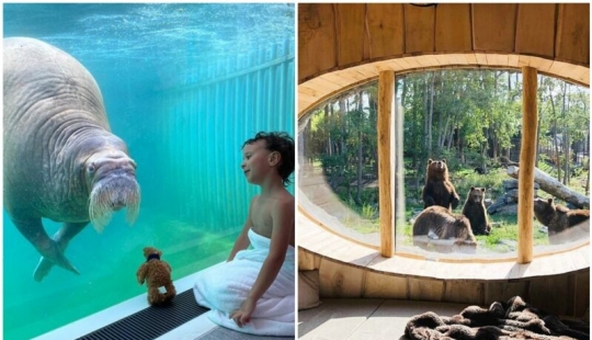 In the Belgian zoo opened rooms with views of wild animals In the Belgian zoo opened rooms with views of wild animals