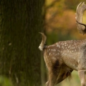 In the USA, a deer killed a hunter who shot him with an arrow the day before