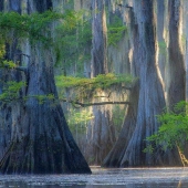Increíble cipreses de Caddo lake