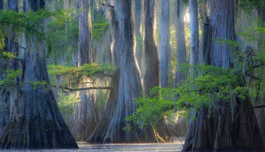 Increíble cipreses de Caddo lake