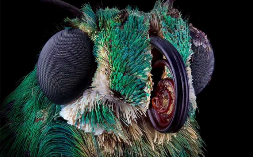Insects close up