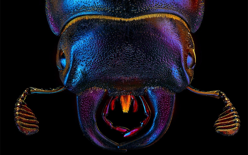 Insects close up