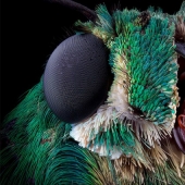 Insects close up