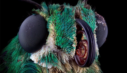 Insects close up Insects close up