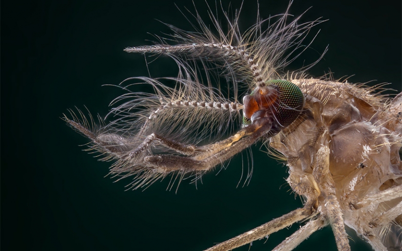 Insects close up